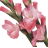 Gladiole in Blumensprache