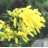 Mimose in 
