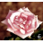 Rose-rosa in Blumensprache