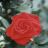 Rose-rot in Blumensprache