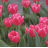 Tulpe in Blumensprache
