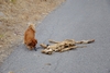 toter Hund