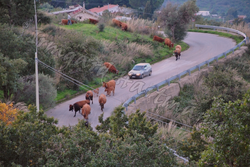 Kuehe auf dem weg zur weide