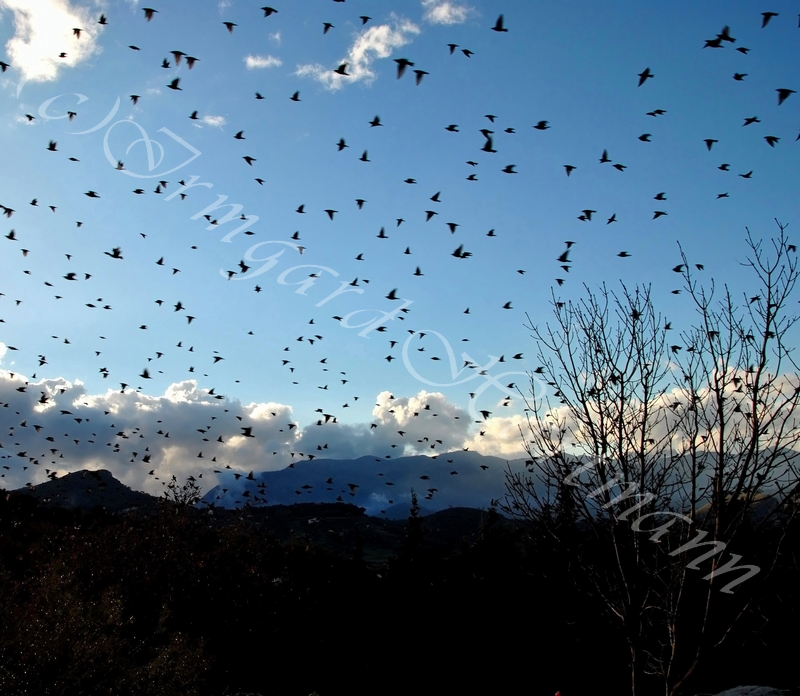 birds