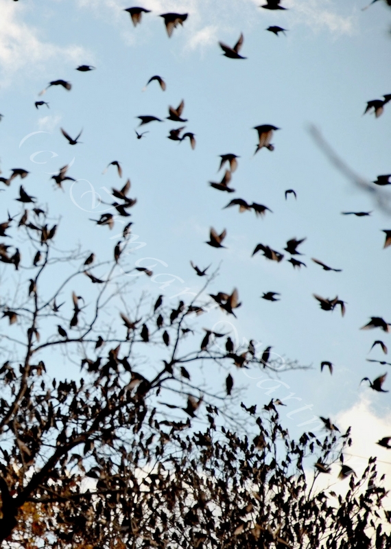 birds