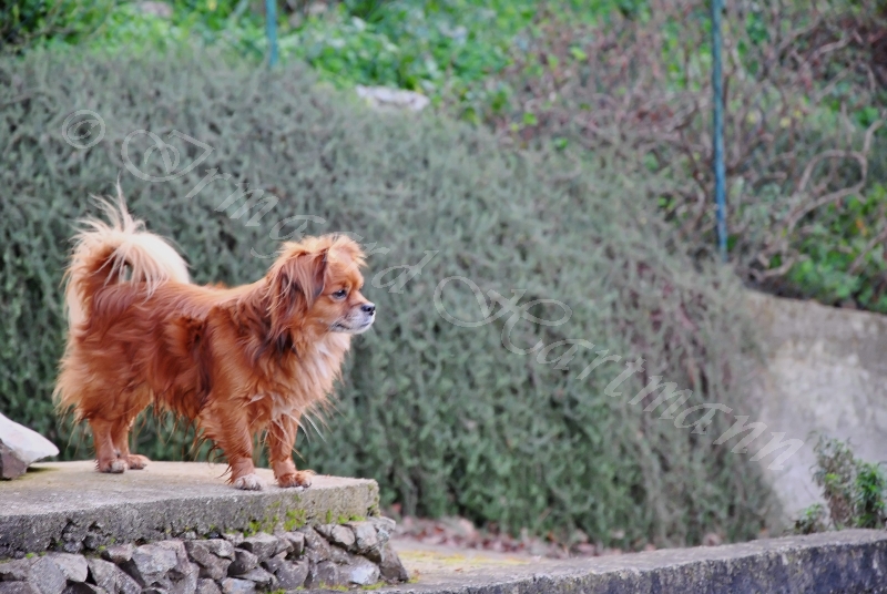 dog