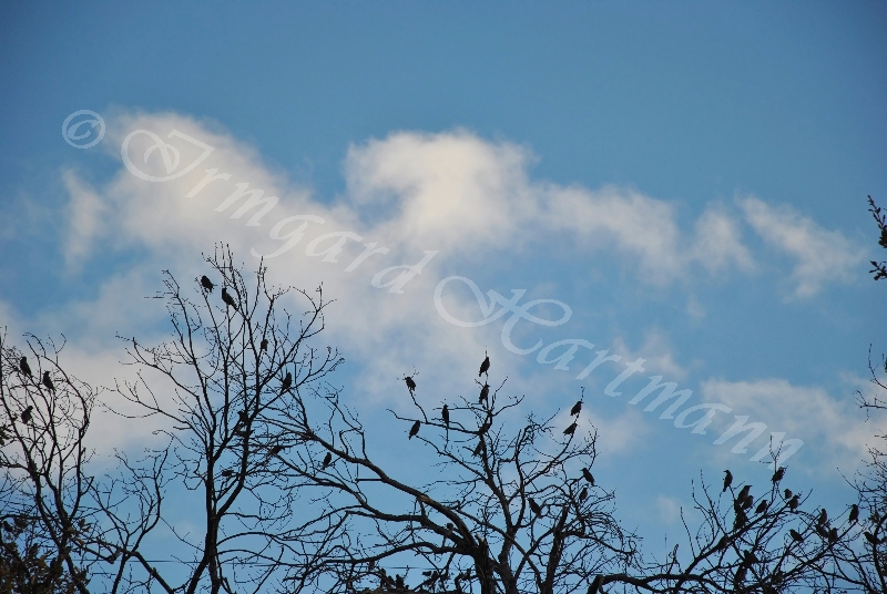 birds