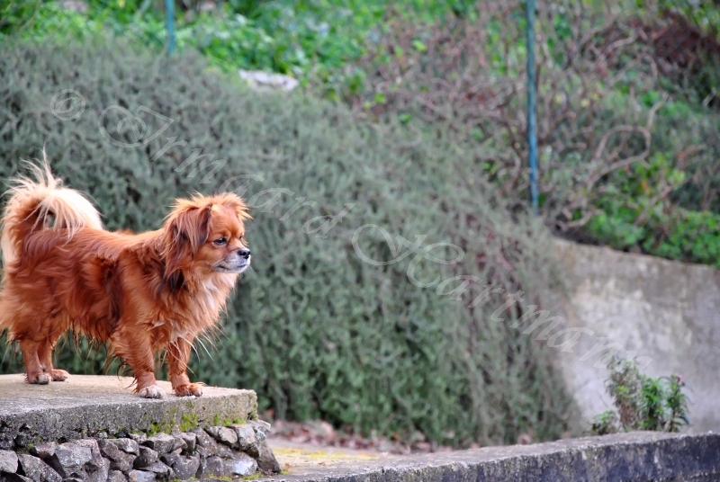 dog