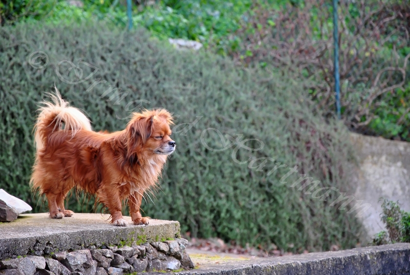 dog