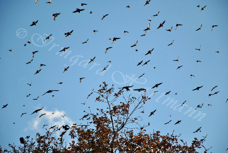 birds