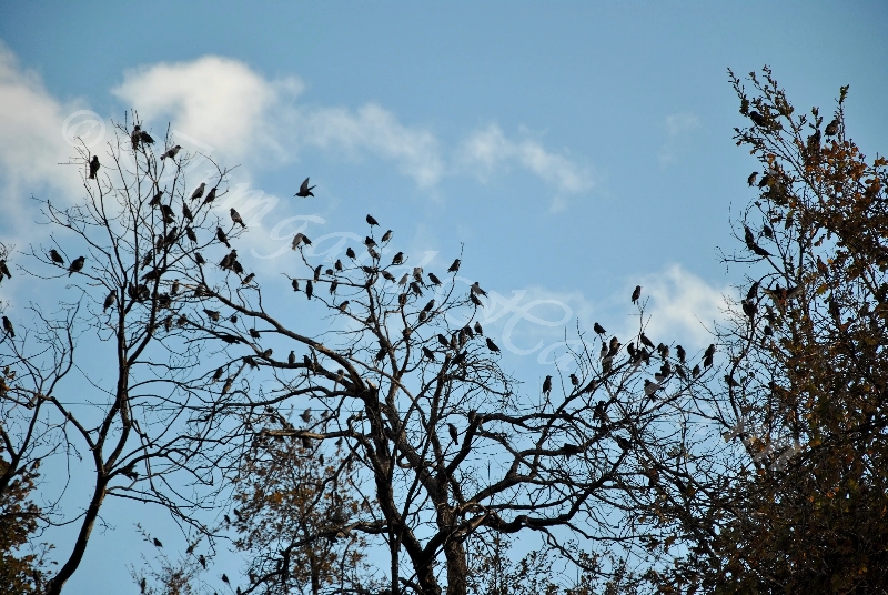 birds