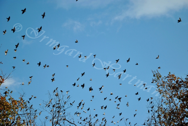 birds