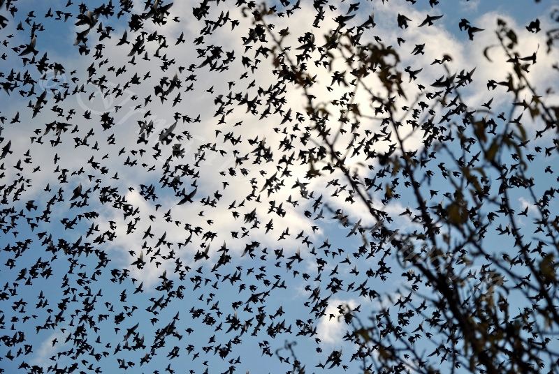 birds