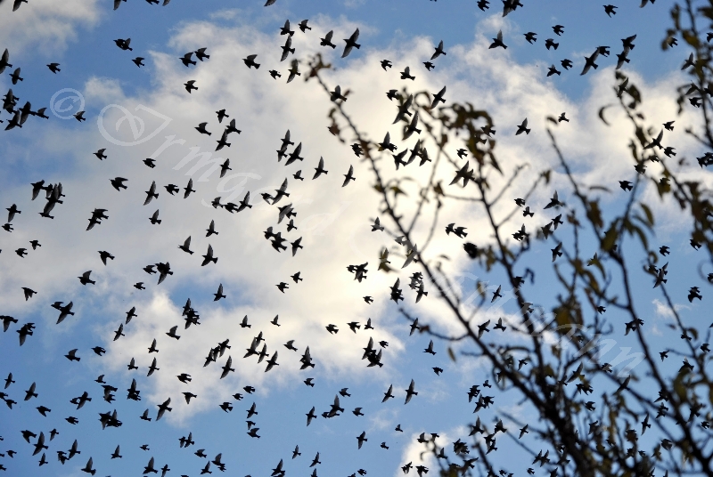birds