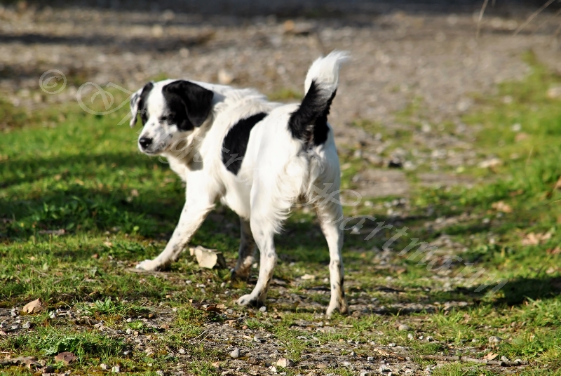 dog