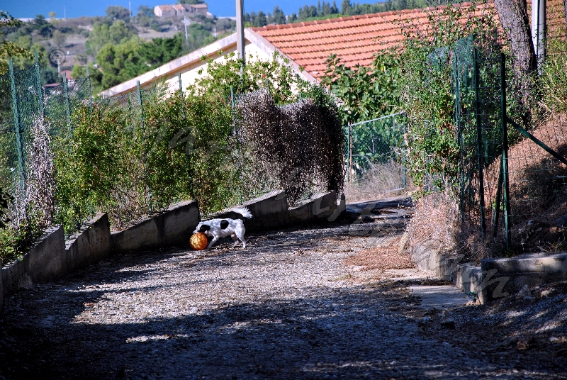 Mein hund stopt einen Ball