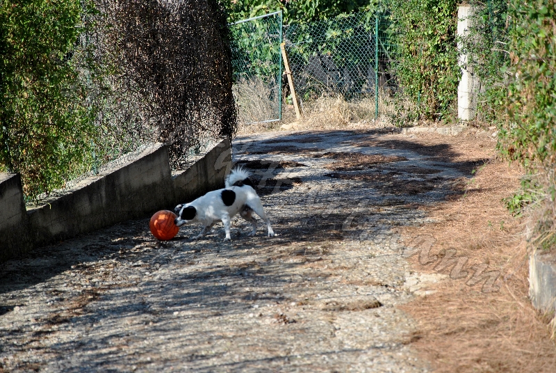 Mein Hund stopt einen Ball