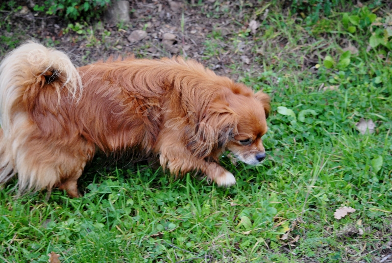 dog