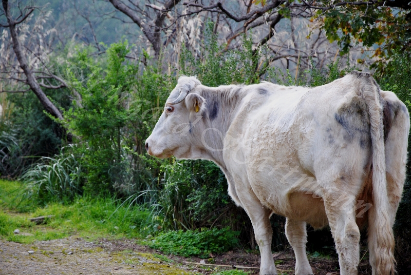 cow