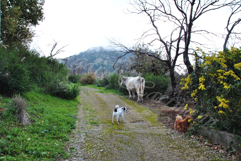 cow,dogs