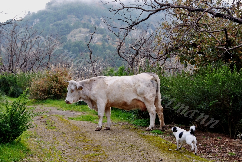 cow,dog
