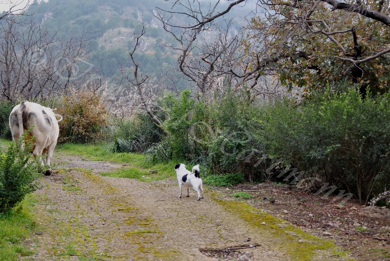 cow,dog
