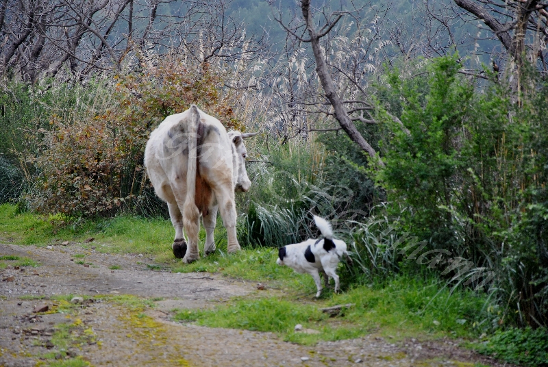 cow,dog