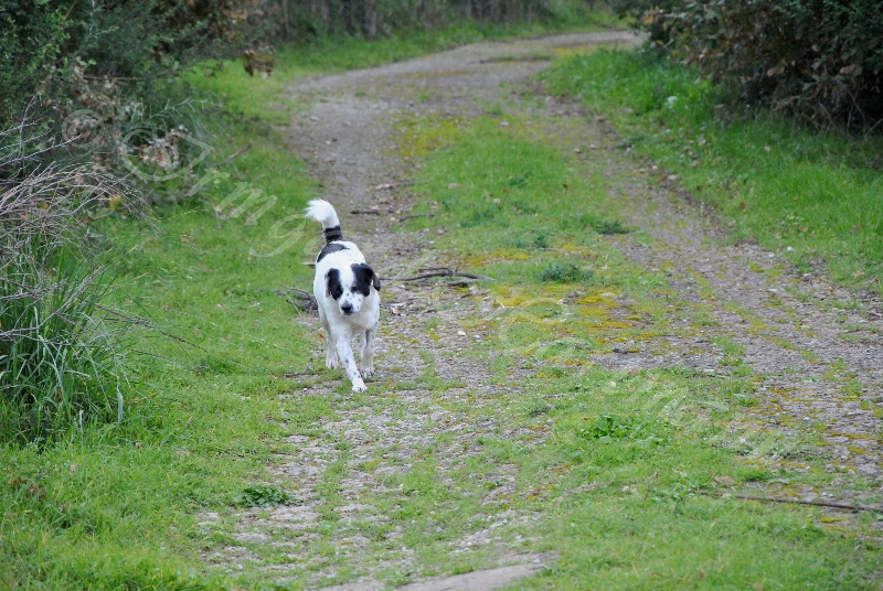 dog