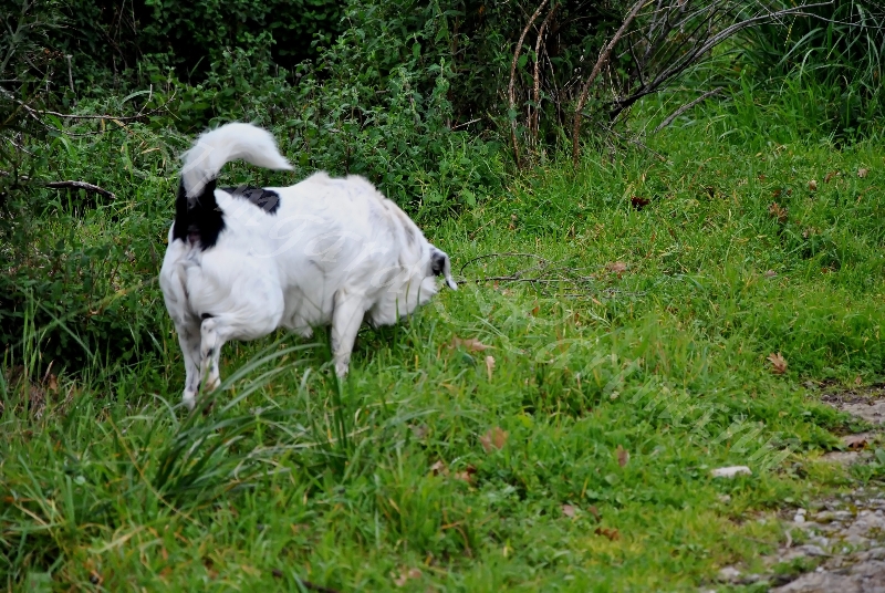 dog