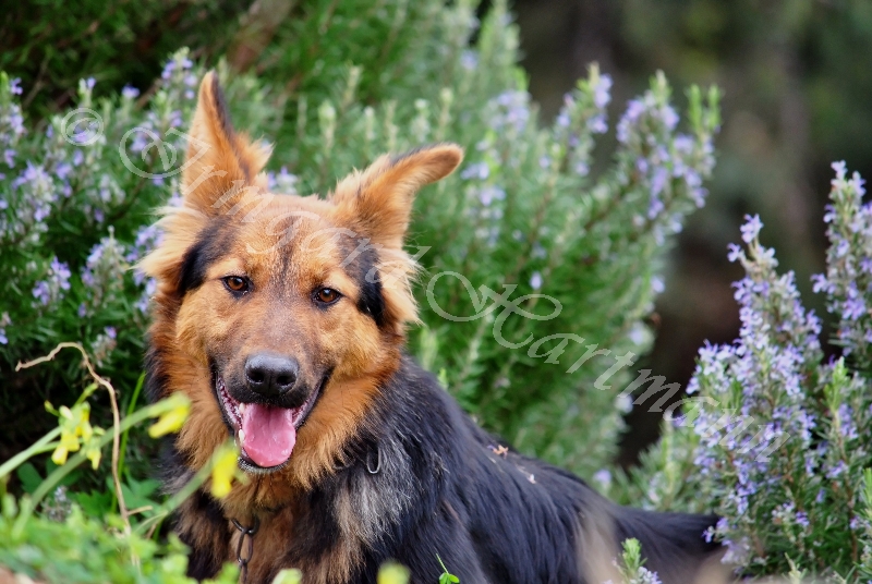 dog