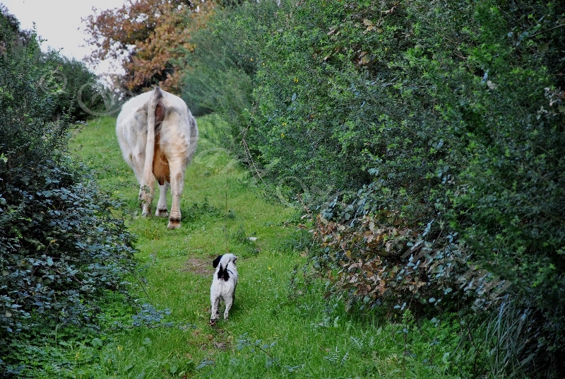 cow,dog