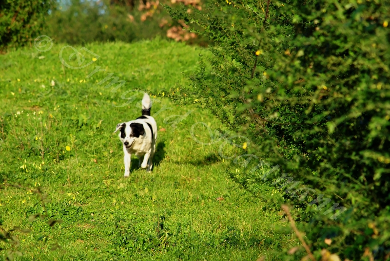 dog