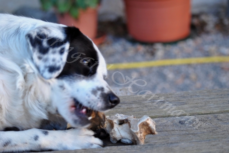 dog