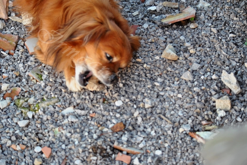 dog