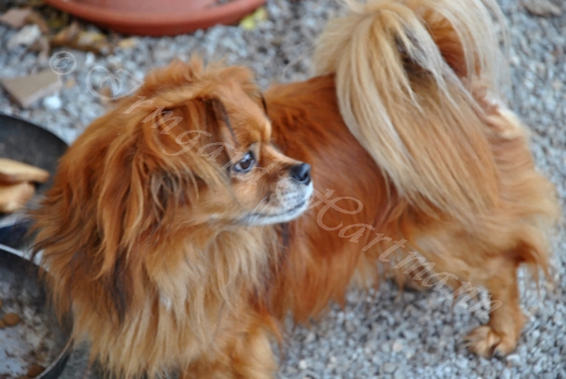 dog