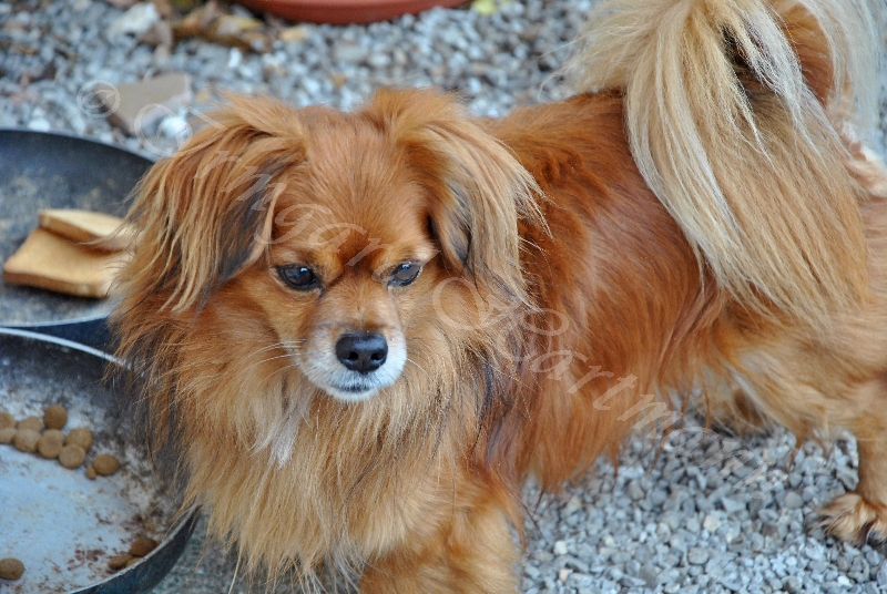 dog