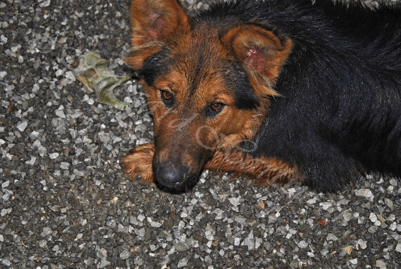 dog
