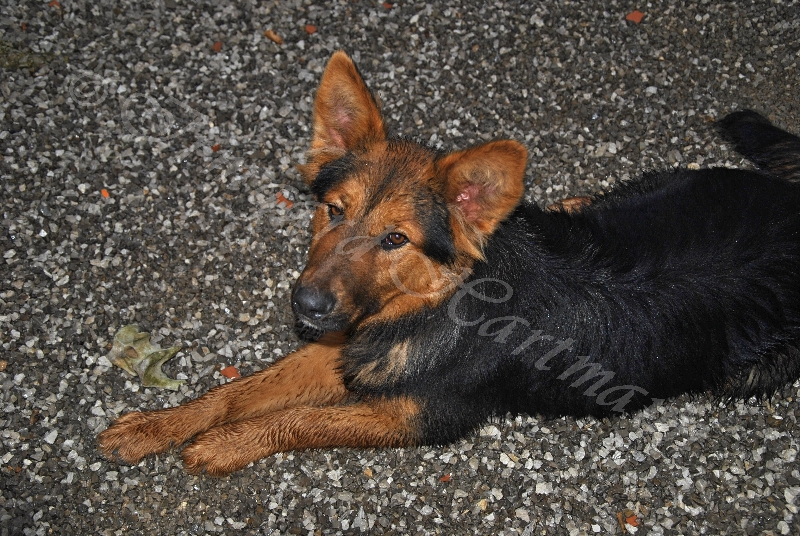 dog