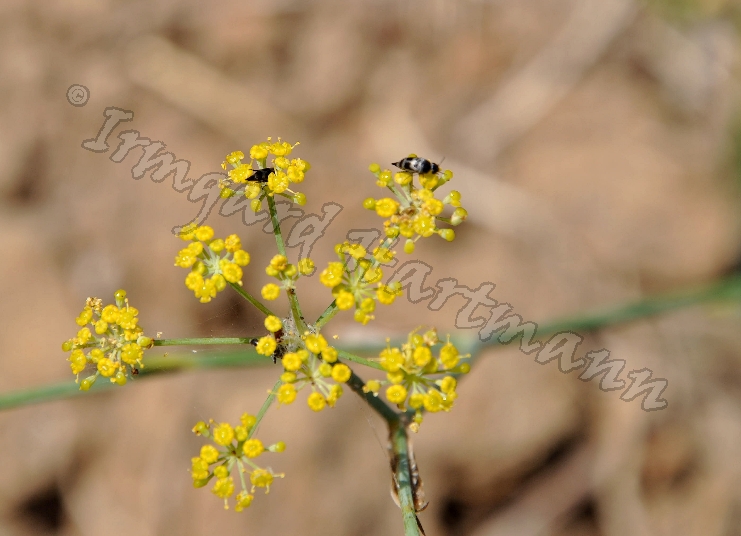 Insekten auf einer Fenchelbluete