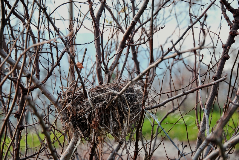 Vogelnest