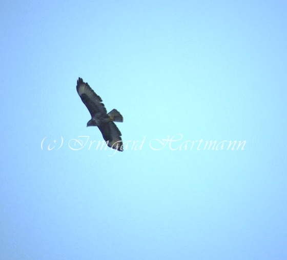 falke