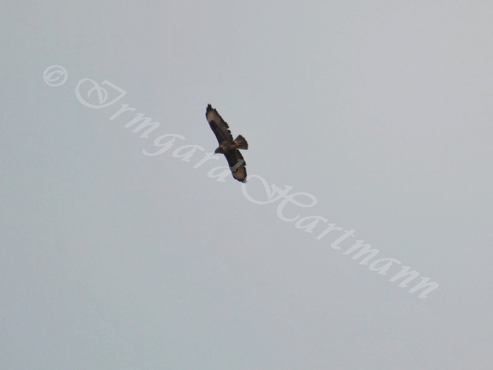 Falke