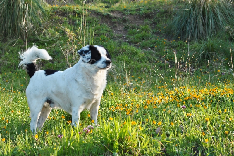 dog