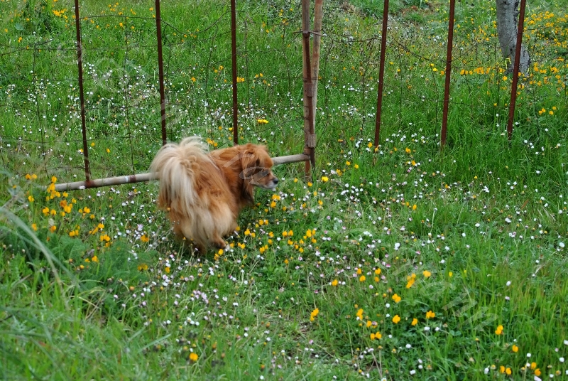 dog