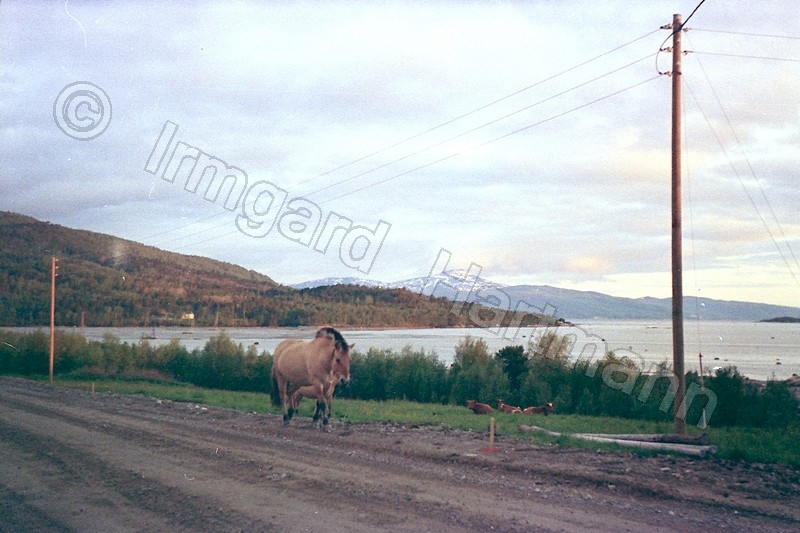 Fjordpferde