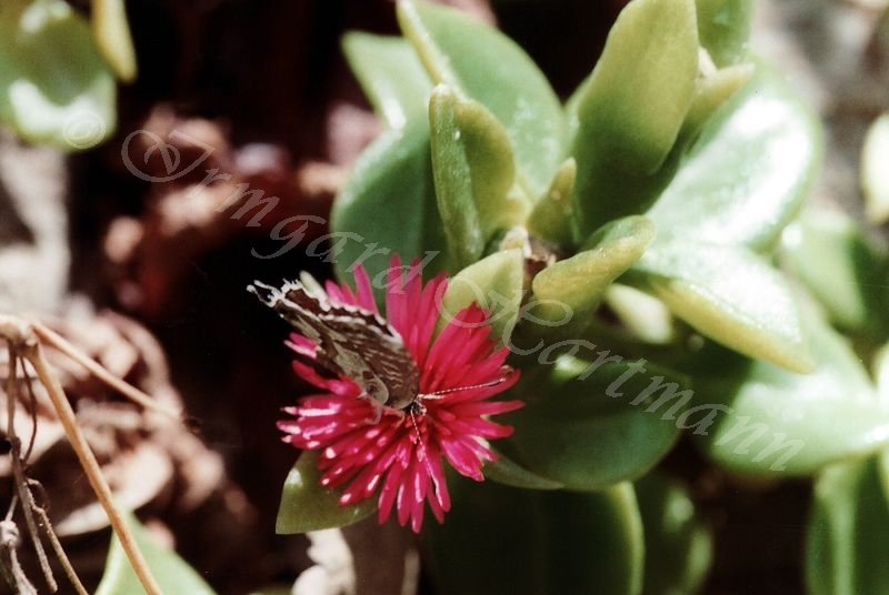 Schmetterling