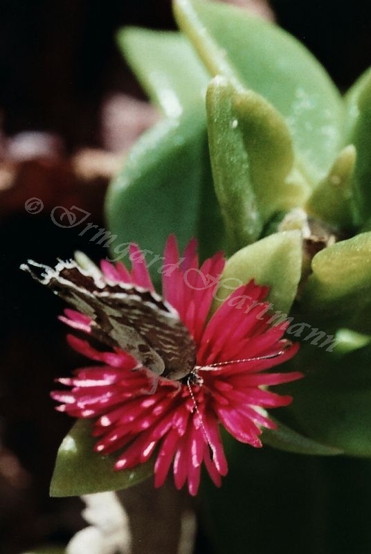 Schmetterling