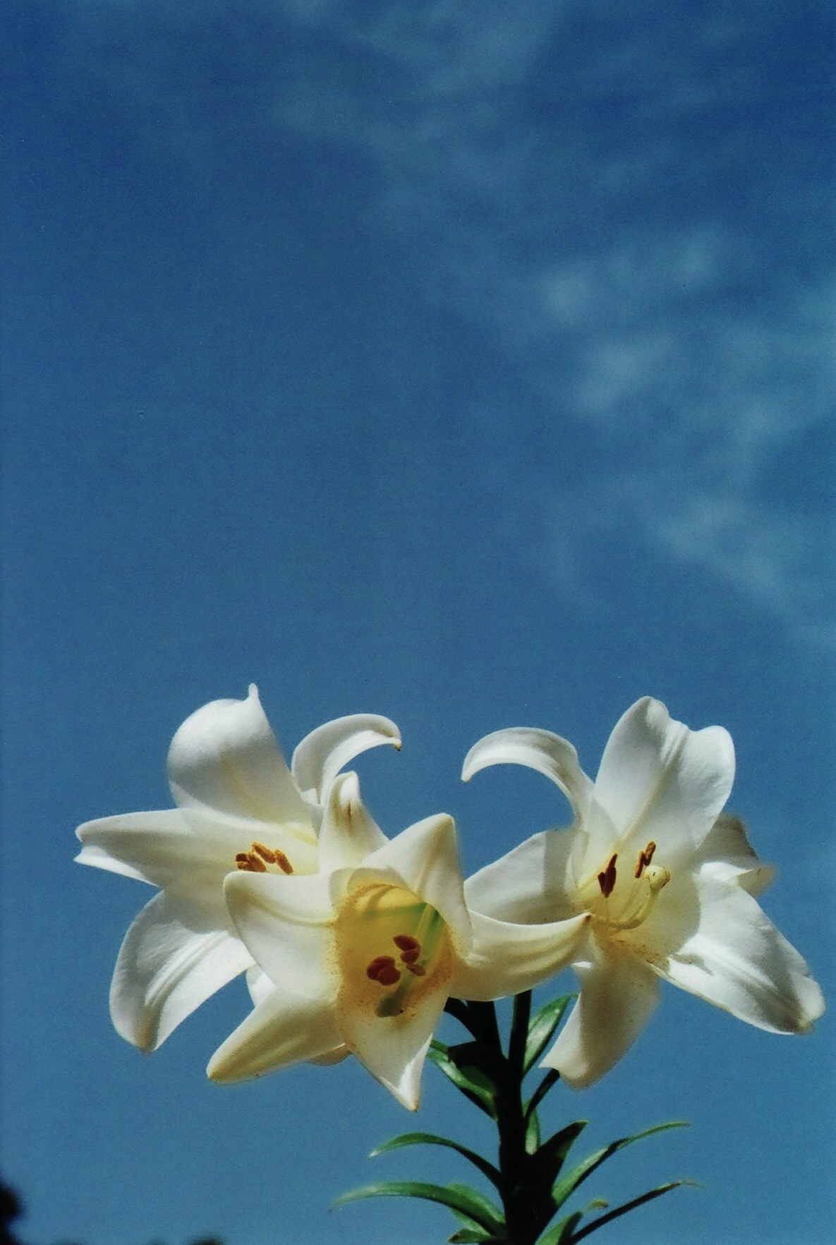 giglio