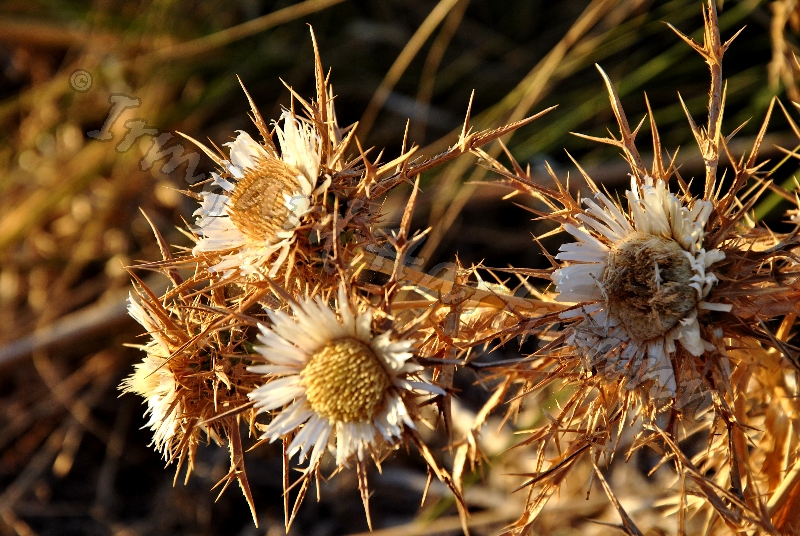 Distel