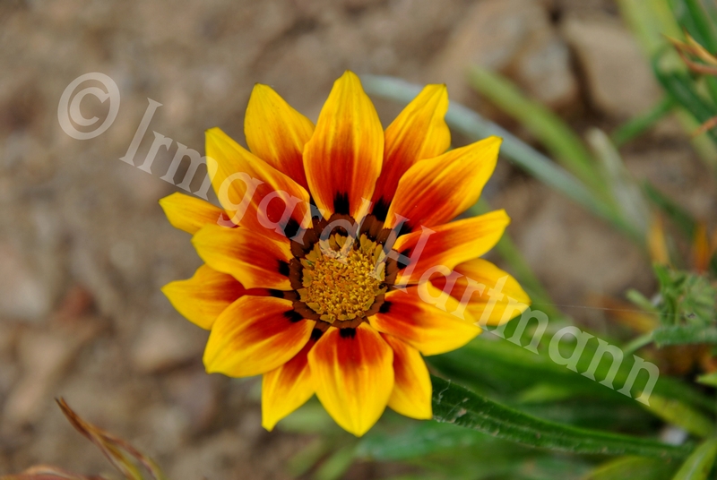 gazania